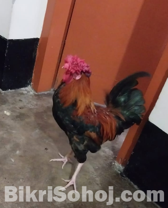 Morog, Murgi (দেশি মোরগ, মুরগি)